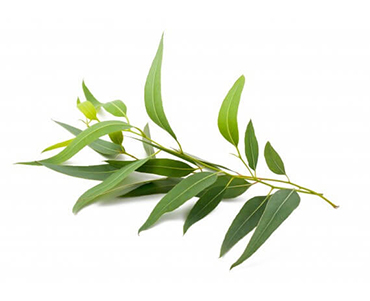bg-banner